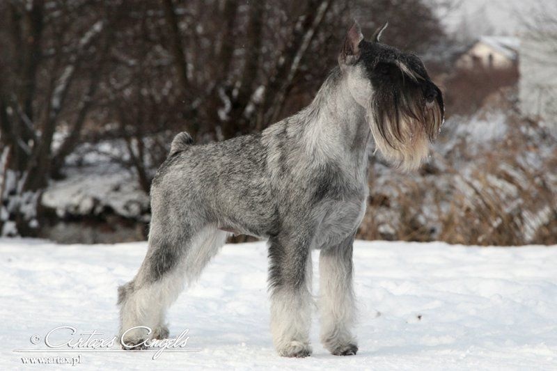 Publication : artax's angels