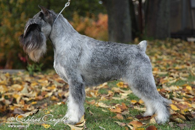 Publication : artax's angels