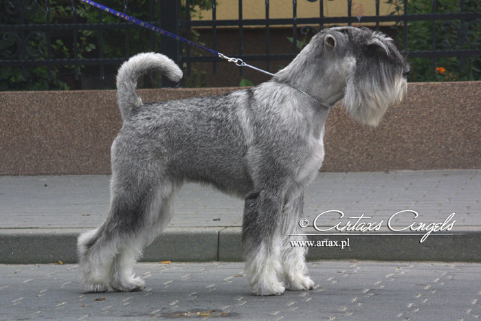 Publication : artax's angels Auteur : A.Wasiak