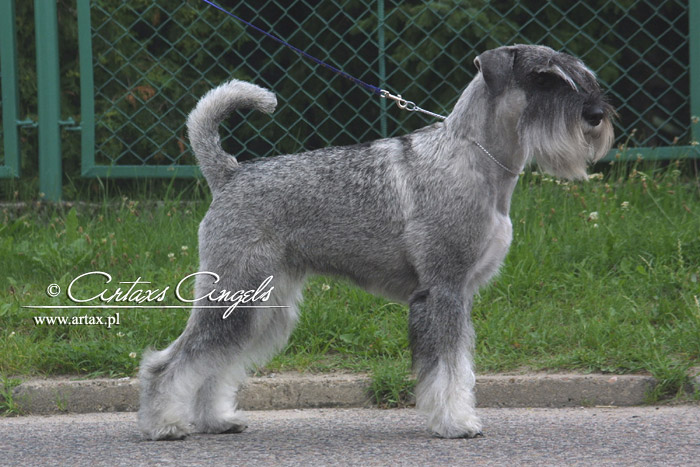 Publication : artax's angels Auteur : A.Wasiak