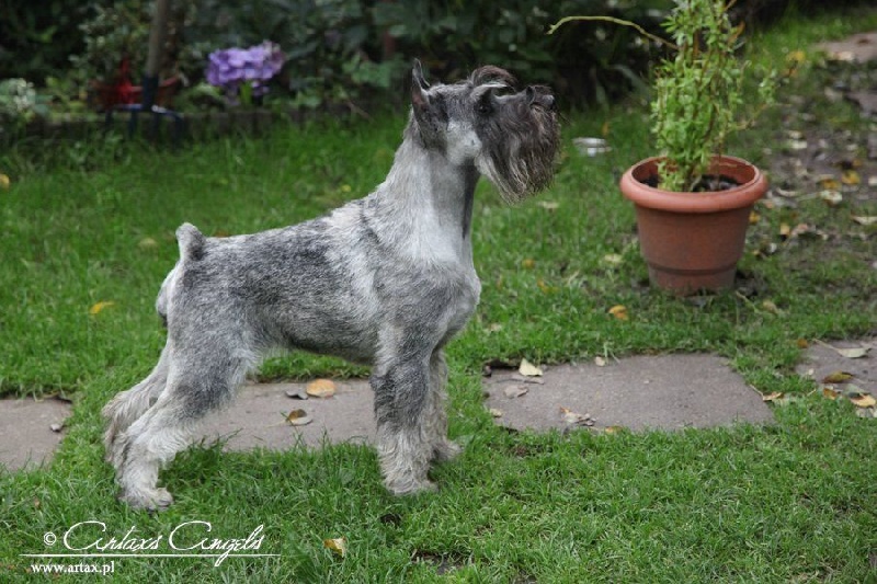 Publication : artax's angels