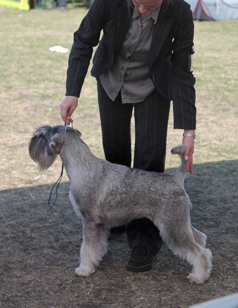 CH. Jetaime talhi Galiana - 1st, Winner