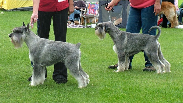 CH. retman Aga-ton - V2, res.CAC