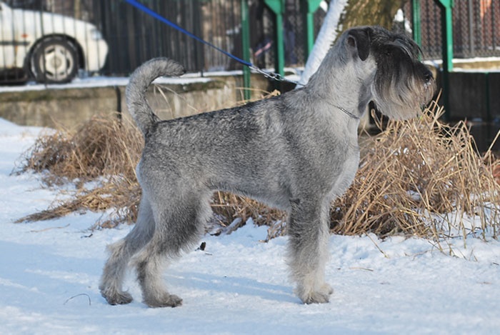 CH. Jetaime talhi Galiana - exc.3