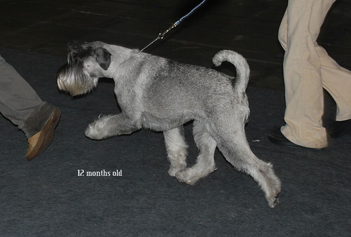 CH. Jetaime talhi Galiana - V1, JCAC, Best Junior