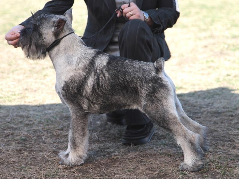 CH. Impreza artax's angels - very promising 1, Best Baby