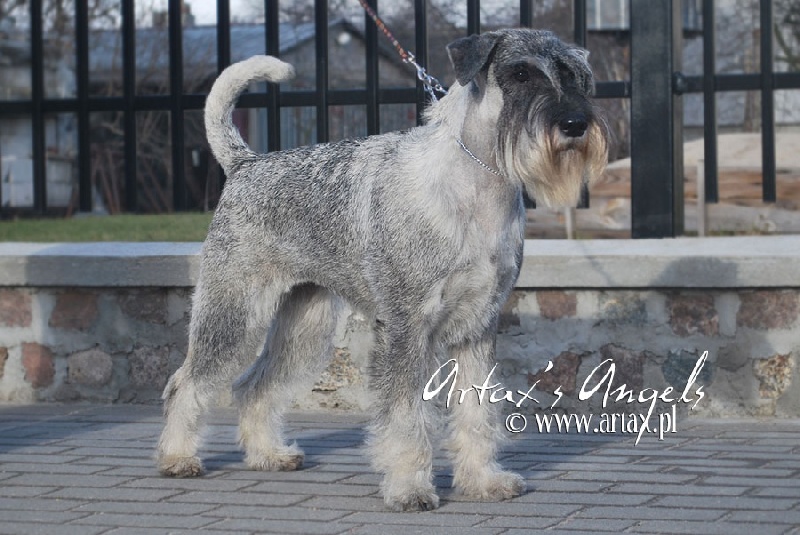 CH. Jetaime talhi Galiana - exc.1, JCAC, Best junior, Best of Breed