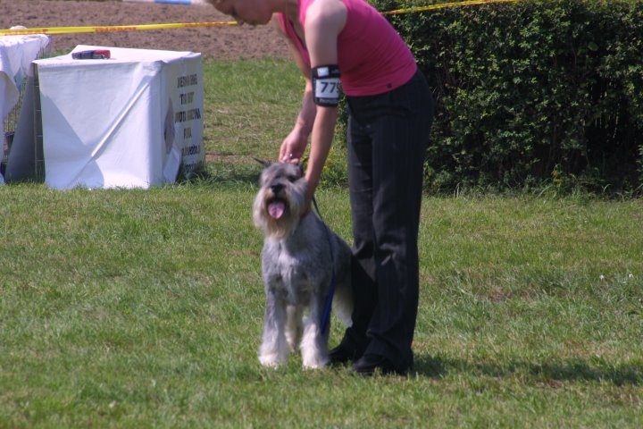 CH. dronas Jules verne - exc.1, CAC, BOS, CACIB, Best of Breed