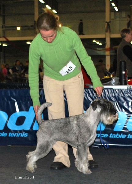 CH. Jetaime talhi Galiana - V1, JCAC, Best Junior