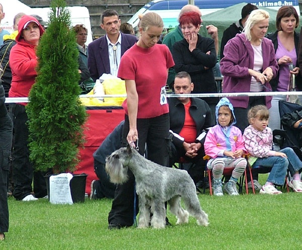 CH. dronas Jules verne - V1, CAC, CACIB, Best of Breed