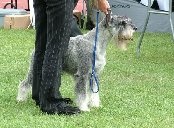 CH. retman Aga-ton - V2, res.CAC