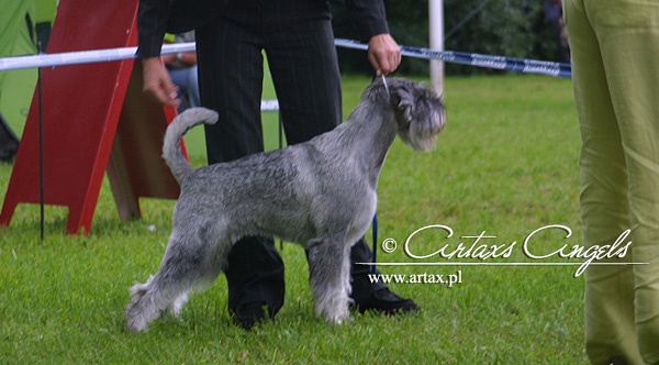 CH. Jetaime talhi Galiana - exc.1, CAC, BOS, Best of Breed