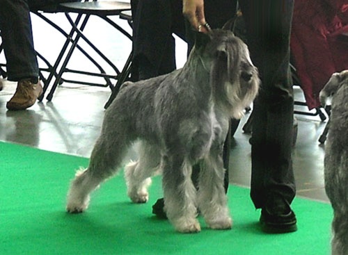 CH. dronas Jules verne - V1, CAC, CACIB, BOS, Poland Winner '10