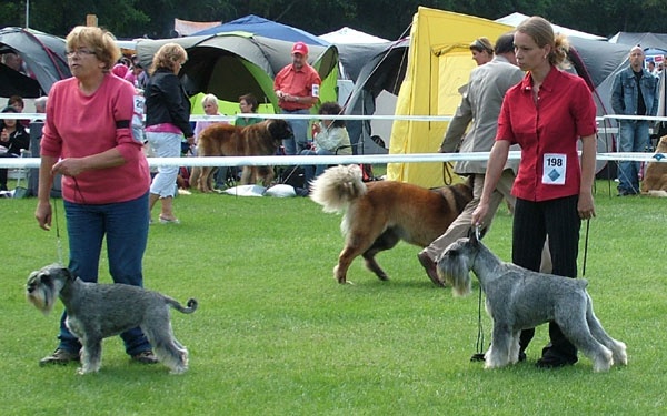 CH. dronas Jules verne - V1, CAC, CACIB, Best of Breed