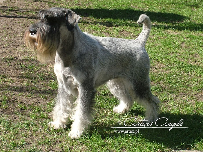 CH. Jetaime talhi Galiana - exc.1, CAC, BOS, Best of Breed