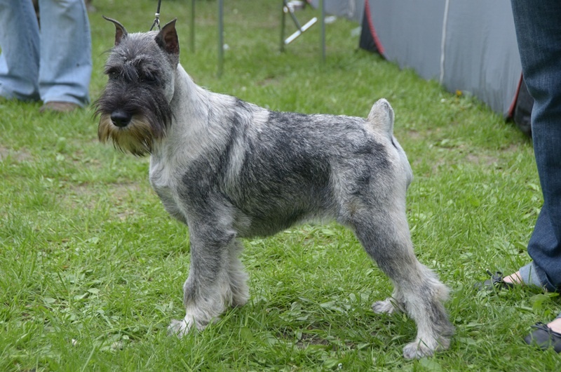 CH. Impreza artax's angels - vp, Best Baby