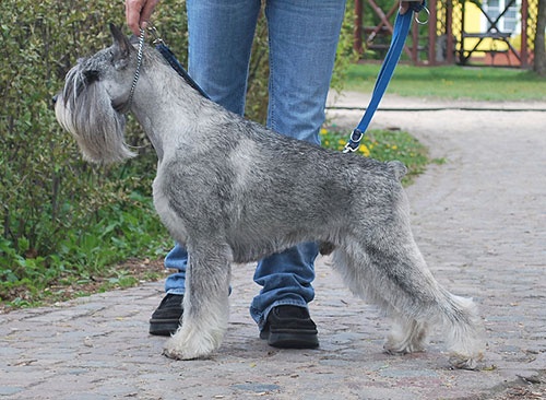 CH. dronas Jules verne - V1, CAC, CACIB, Winner, Best of Breed