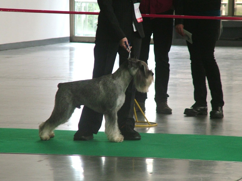 CH. dronas Jules verne - V1, CAC, CACIB, BOS, Best of Breed