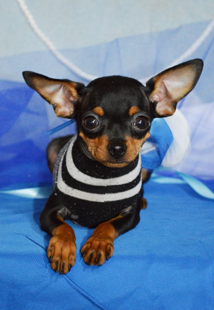 Publication : Des Dunes De Keremma Auteur : Photographe SCC