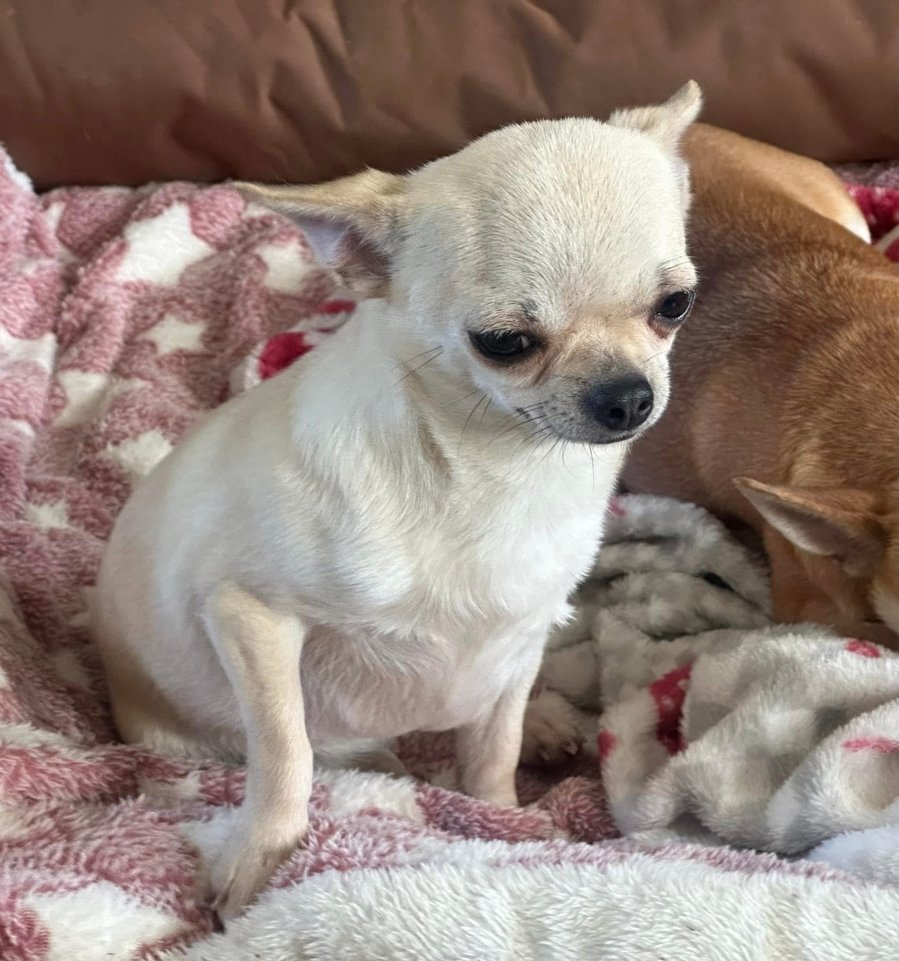 Publication : Des Dunes De Keremma Auteur : Urien Sophie