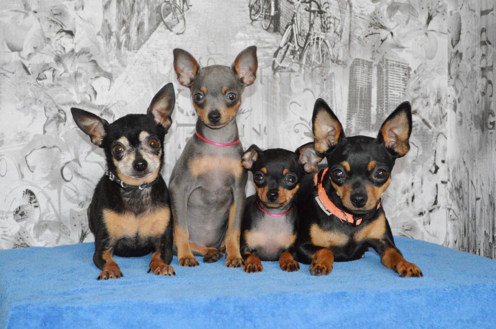 Publication : Des Dunes De Keremma Auteur : Photographe SCC