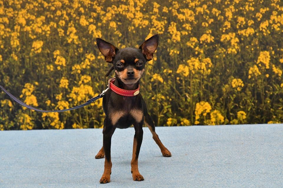 Publication : Des Dunes De Keremma Auteur : Photographe SCC