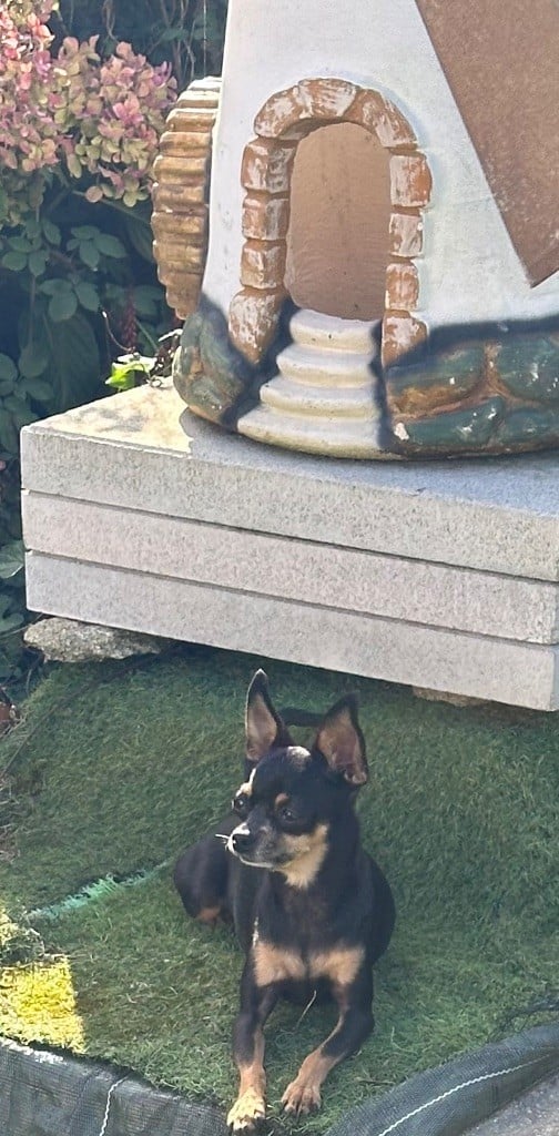 Roza Des Dunes De Keremma