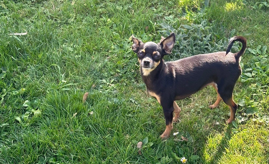 Roza Des Dunes De Keremma