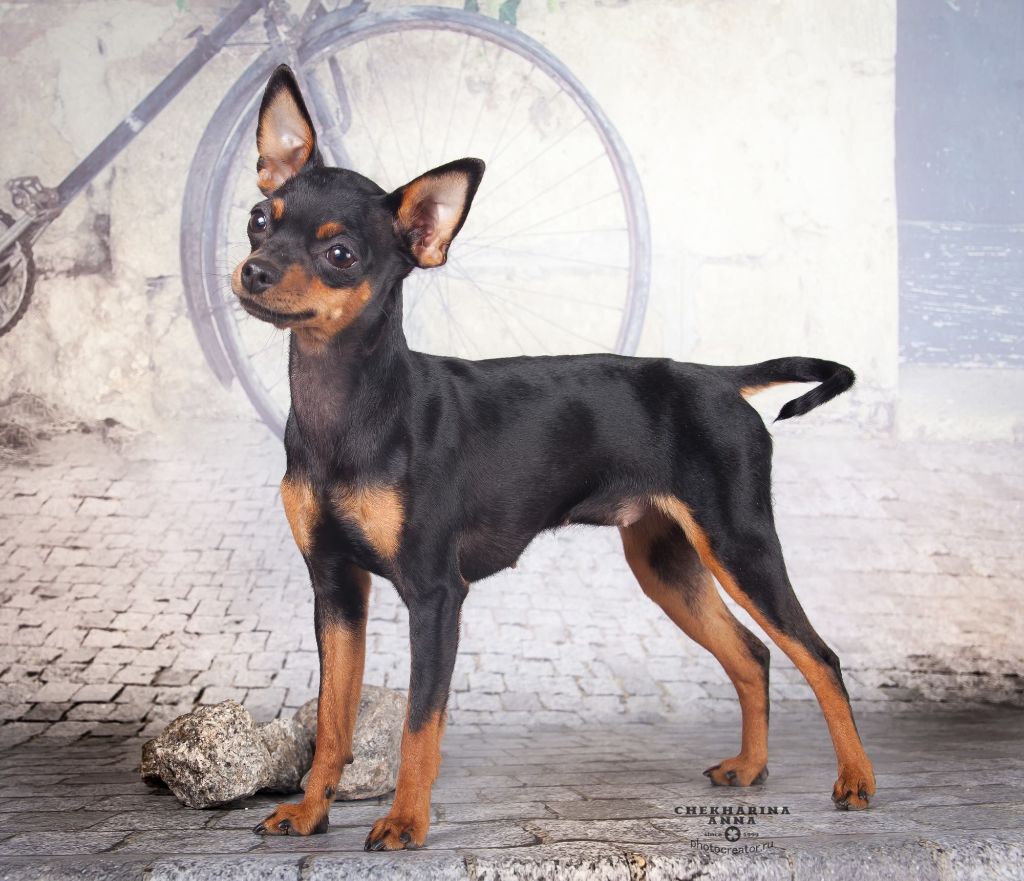 Publication : Des Dunes De Keremma Auteur : Photographe SCC