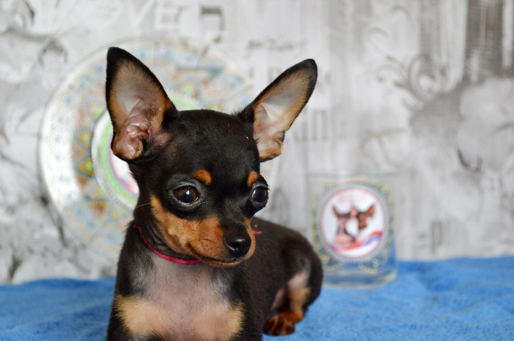 Publication : Des Dunes De Keremma Auteur : Photographe SCC