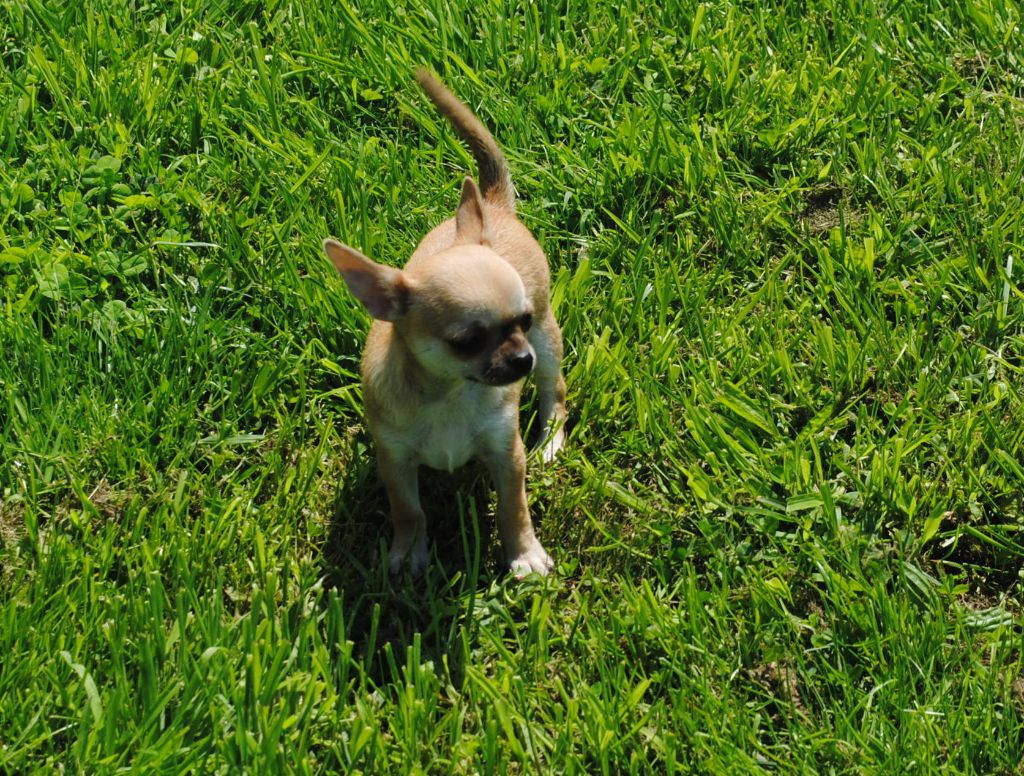 Publication : Des Dunes De Keremma Auteur : sophie urien