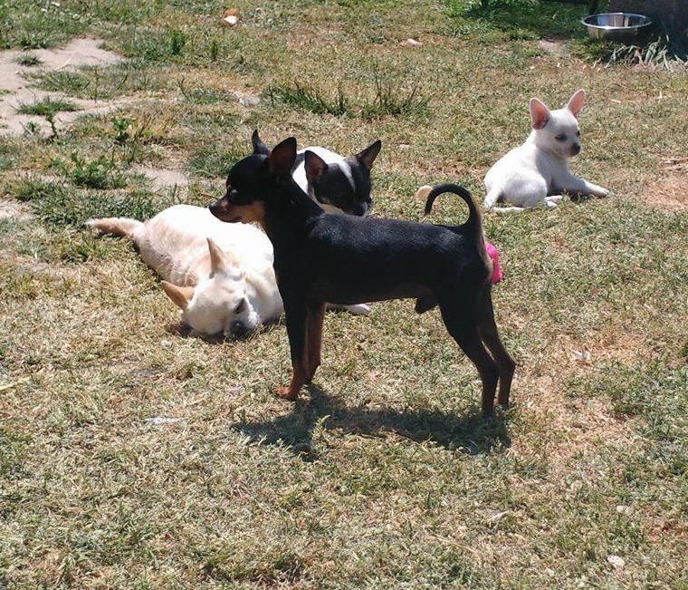 Publication : Des Dunes De Keremma Auteur : Photographe SCC