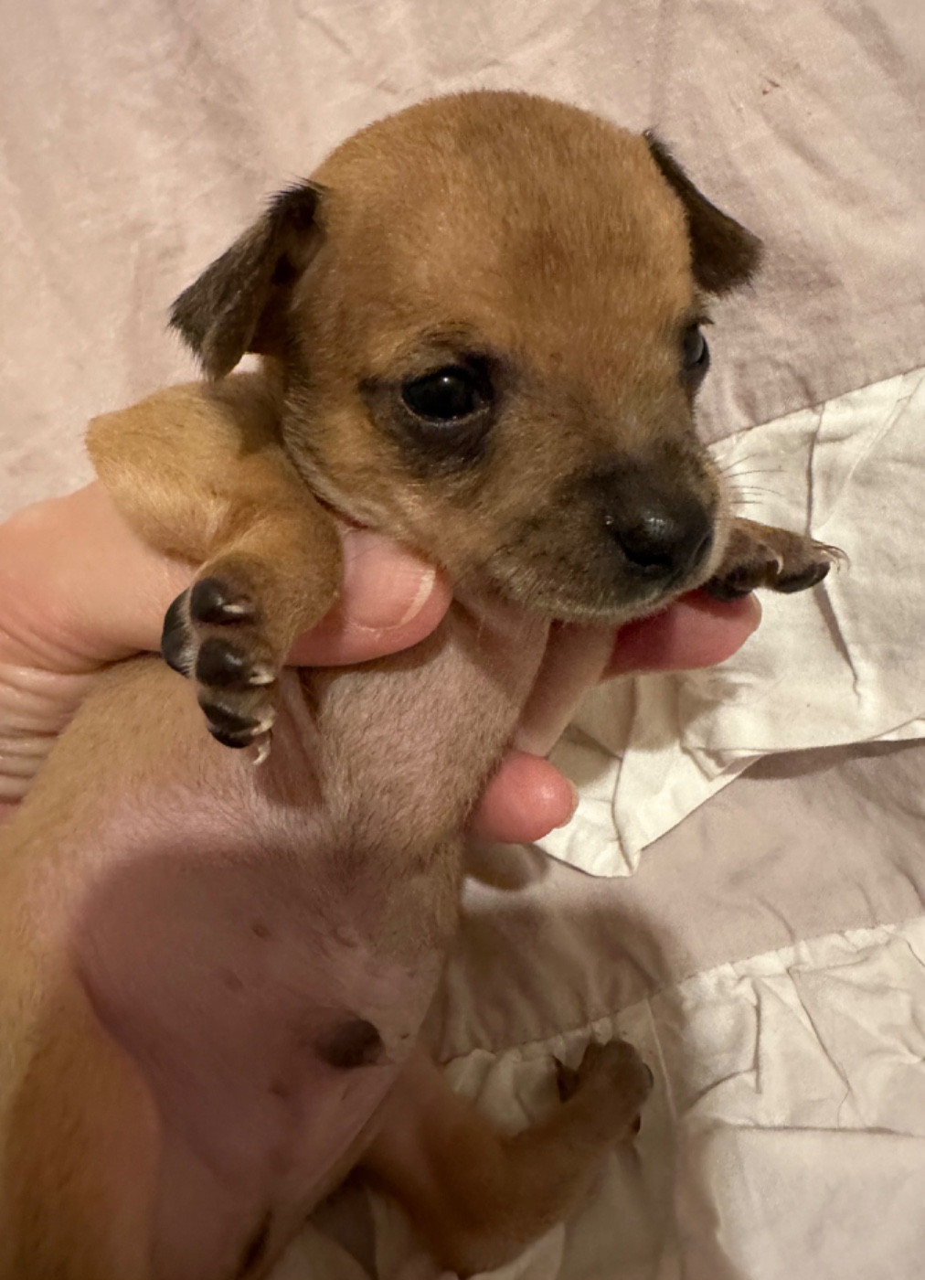 Russkiy Toy (Petit Chien Russe) - Des Dunes De Keremma