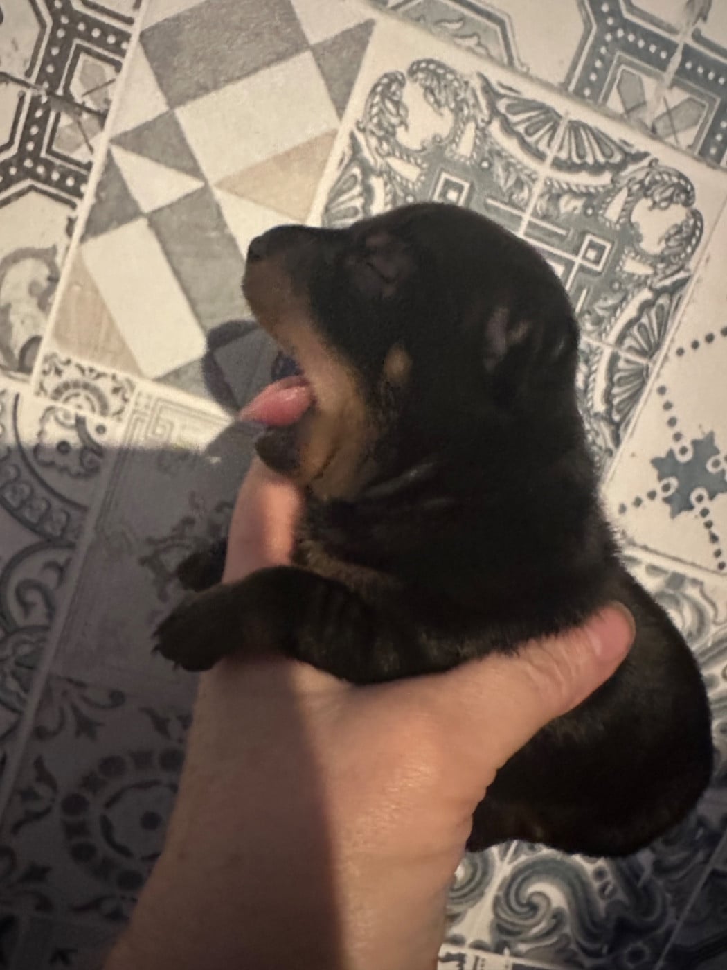 Russkiy Toy (Petit Chien Russe) - Des Dunes De Keremma