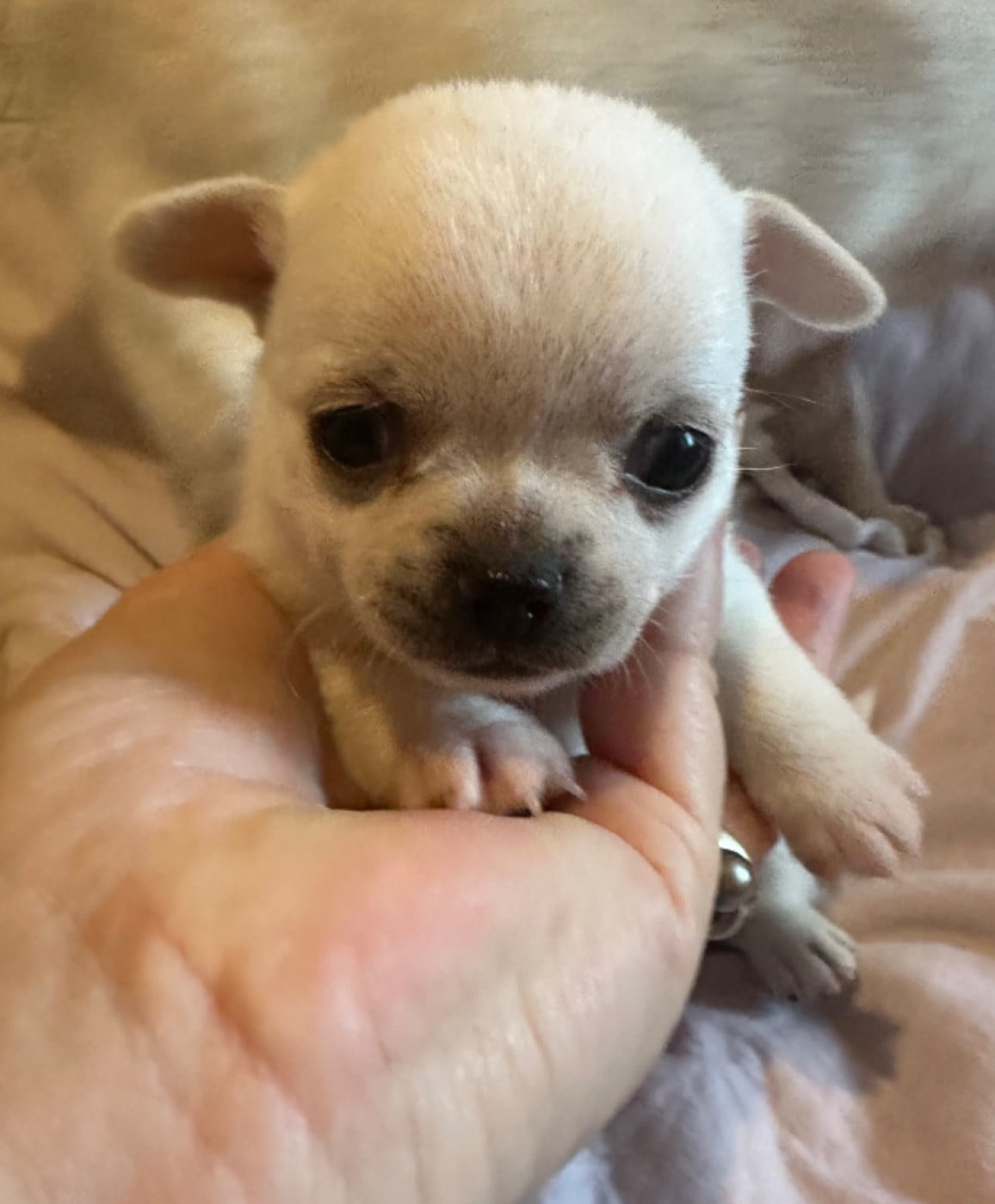 Chihuahua - Des Dunes De Keremma