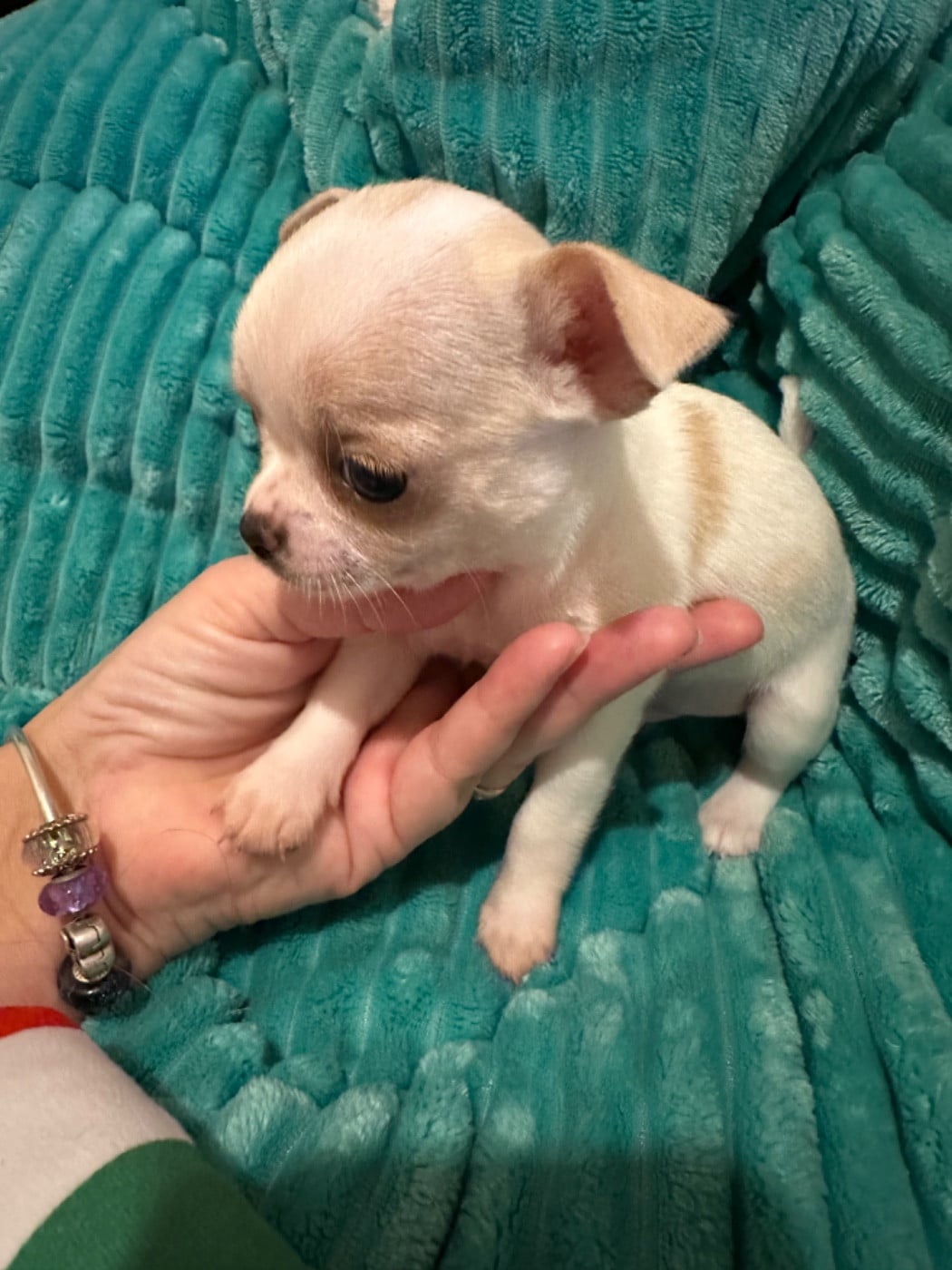 Chihuahua - Des Dunes De Keremma