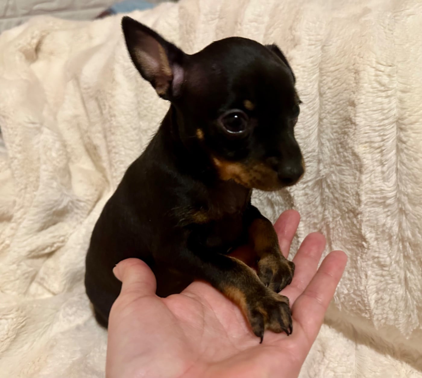 Russkiy Toy (Petit Chien Russe) - Des Dunes De Keremma