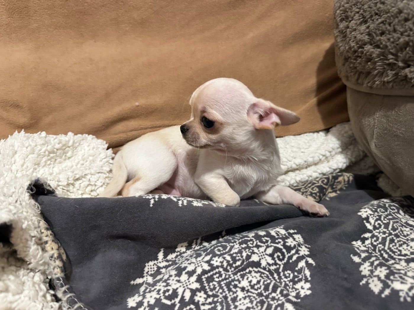 Chihuahua - Des Dunes De Keremma