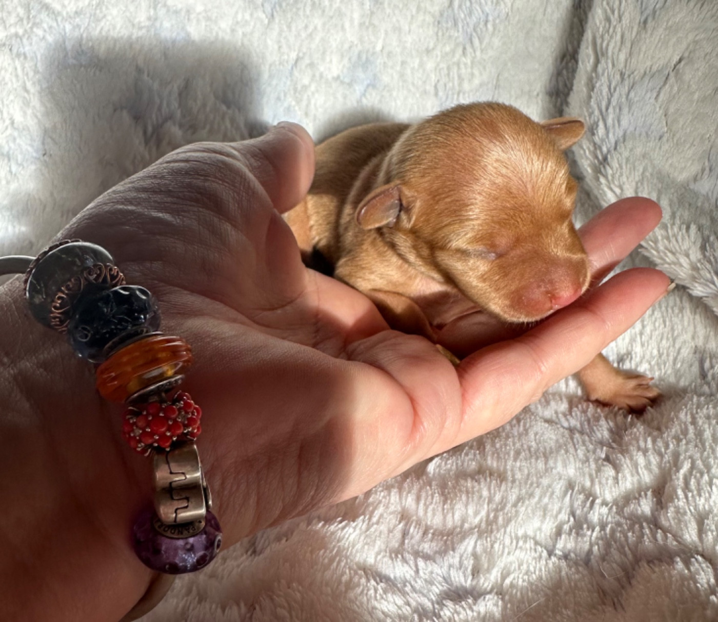 Russkiy Toy (Petit Chien Russe) - Des Dunes De Keremma