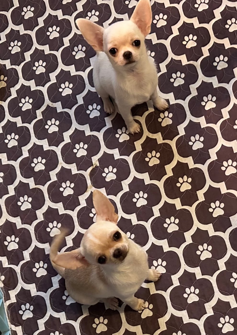 Chihuahua - Des Dunes De Keremma