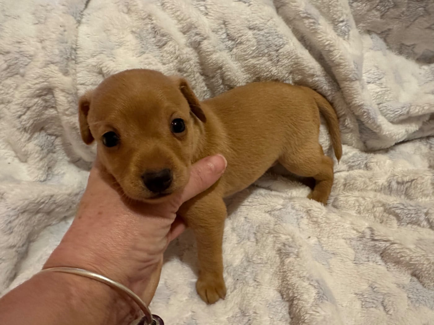 Russkiy Toy (Petit Chien Russe) - Des Dunes De Keremma