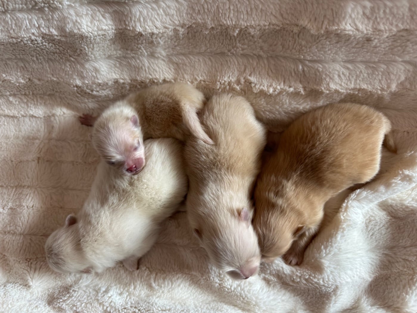 Spitz allemand - Des Dunes De Keremma