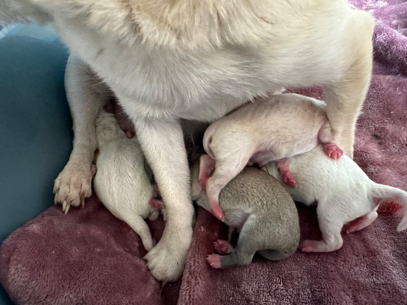 Chihuahua - Des Dunes De Keremma