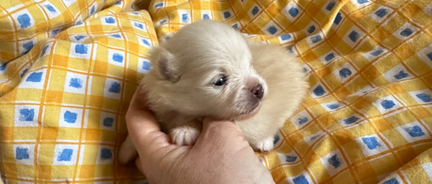 Spitz allemand - Des Dunes De Keremma