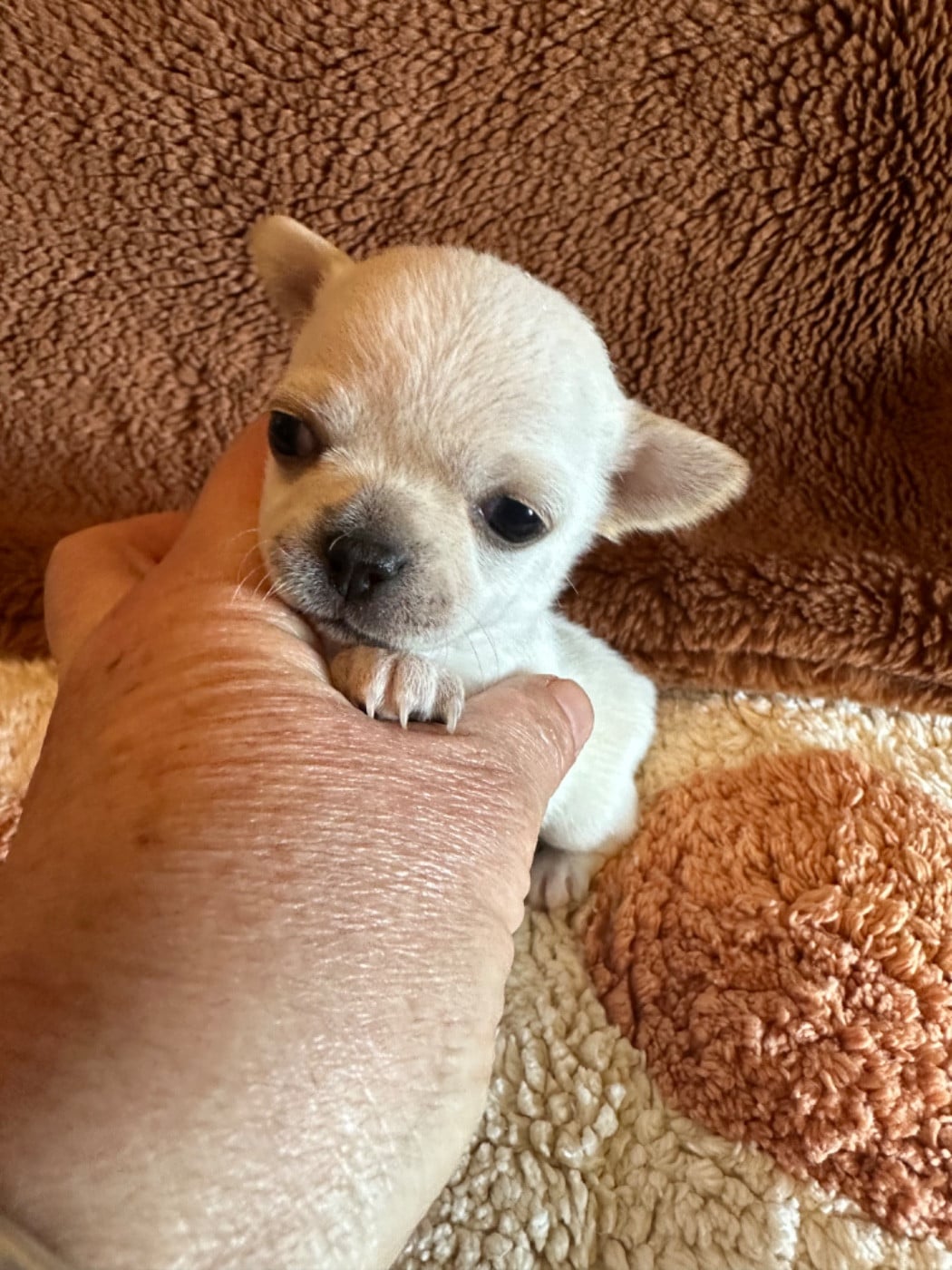 Chihuahua - Des Dunes De Keremma