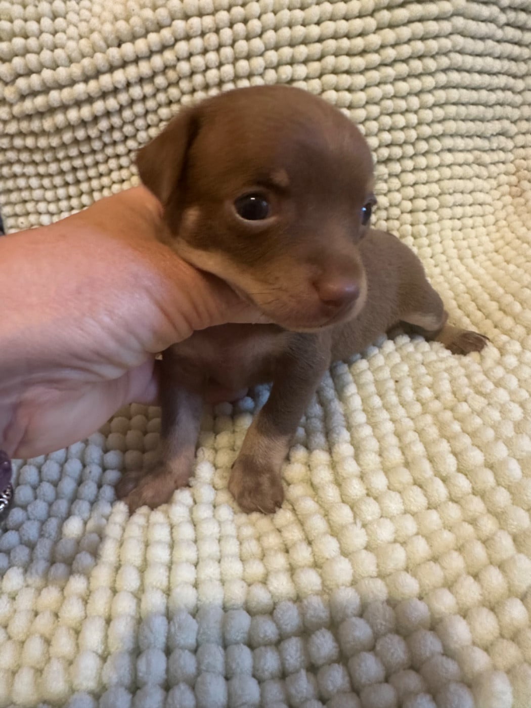 Russkiy Toy (Petit Chien Russe) - Des Dunes De Keremma