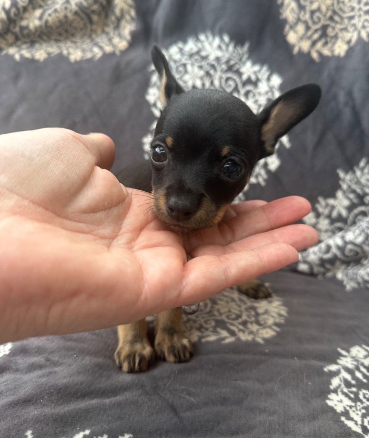 Russkiy Toy (Petit Chien Russe) - Des Dunes De Keremma