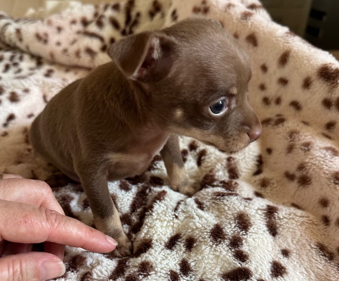 Russkiy Toy (Petit Chien Russe) - Des Dunes De Keremma