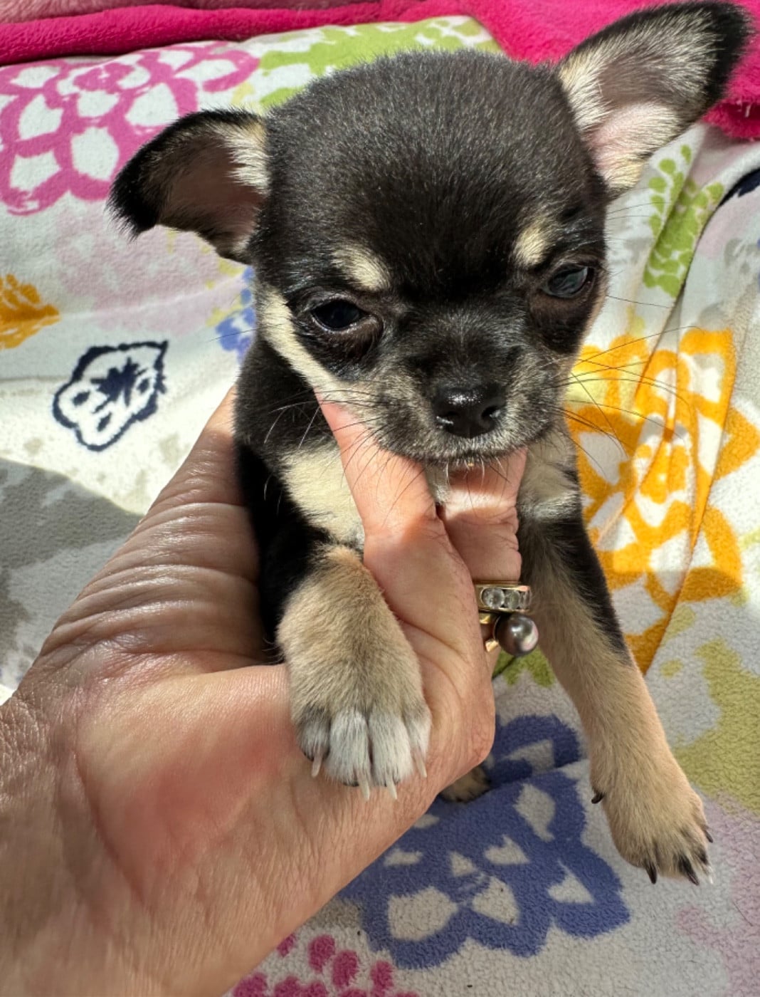 Chihuahua - Des Dunes De Keremma
