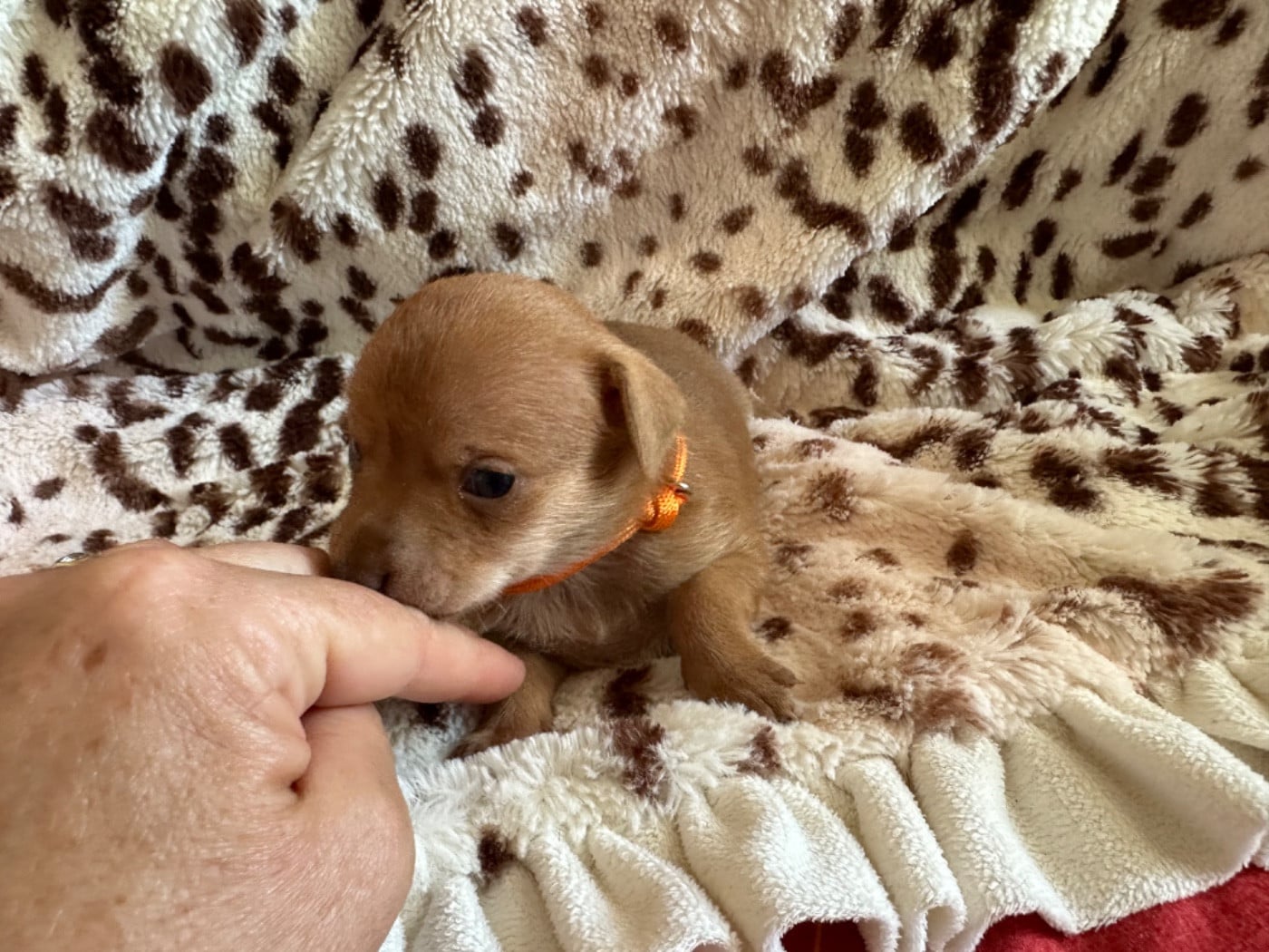 Russkiy Toy (Petit Chien Russe) - Des Dunes De Keremma